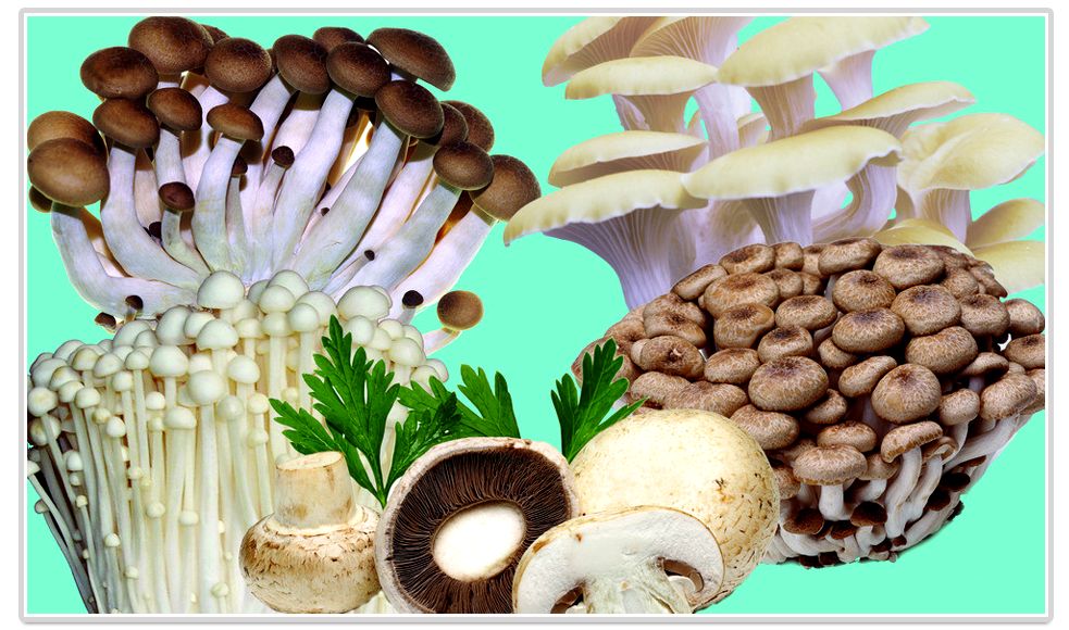 食用菌 食用菌