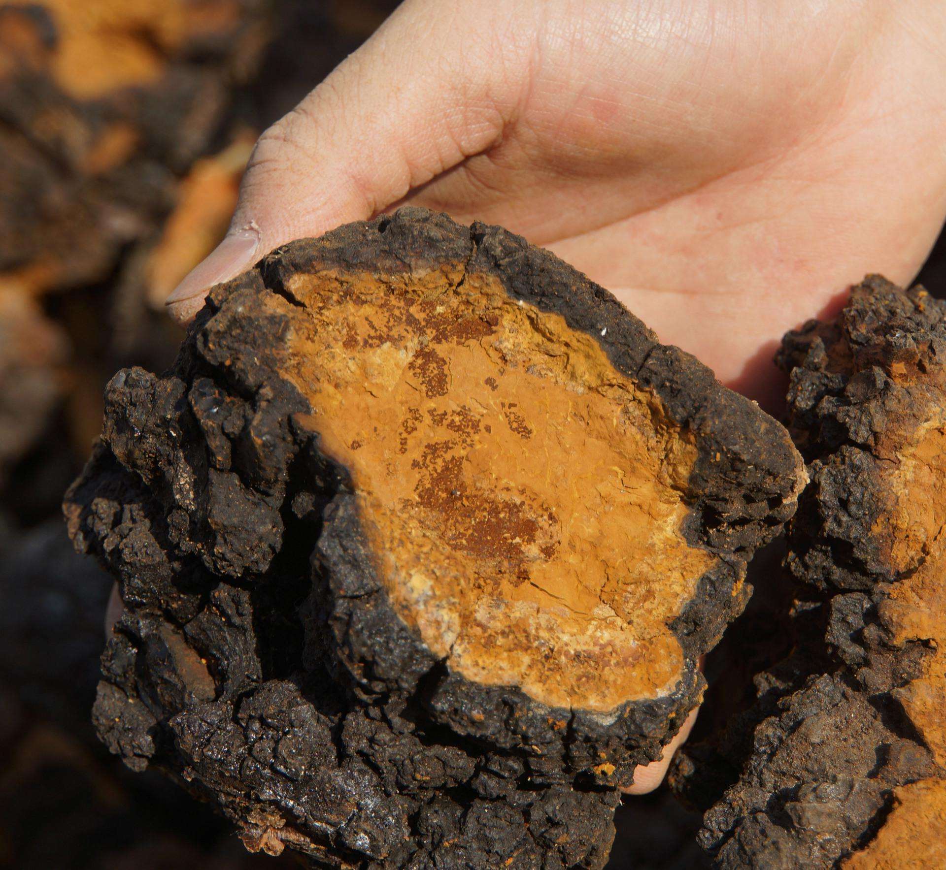 天然樺茸精 (4).jpg