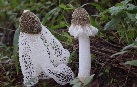 食用菌 (33).jpg 食用菌 (33).jpg