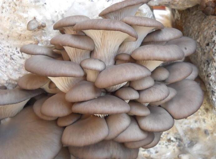 信邦生物科技 秀珍菇 信邦生物科技 秀珍菇