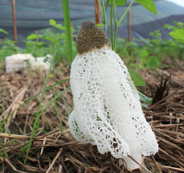 竹蓀.jpg 竹蓀.jpg